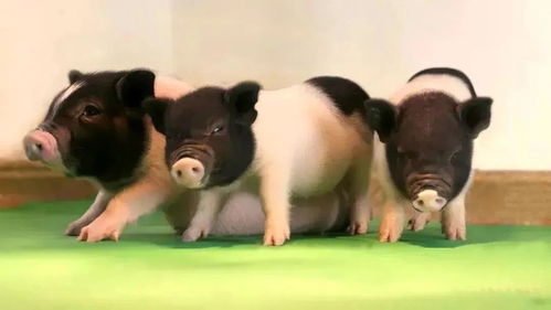 美國批準首個基因編輯肉牛產品