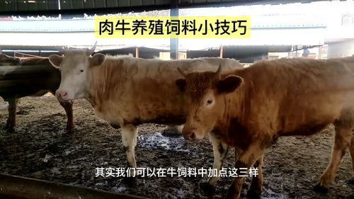 肉牛養殖飼料小技巧