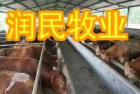 供應遵化適合養殖什么肉牛品種、遵化肉牛養殖場_農副產品_世界工廠網中國產品信息庫