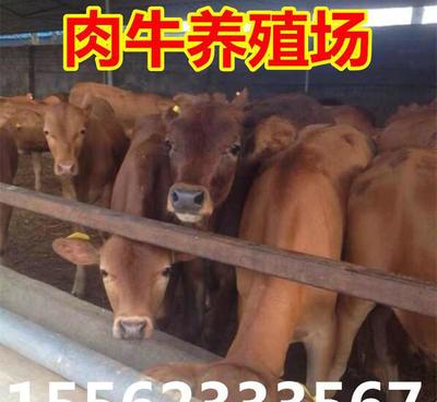 一頭肉牛苗需要多少錢?魯西黃牛小苗多少錢一頭?西門塔爾牛價格