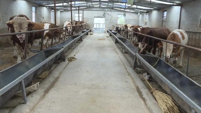 會寧:養殖產業托起小康生活|肉牛|牛舍_網易訂閱