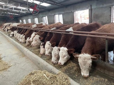 梨樹縣牽牢“牛鼻子”,推進肉牛產(chǎn)業(yè)發(fā)展再上新臺階