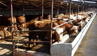 肉牛繁育技術,肉牛的繁殖與育肥技術