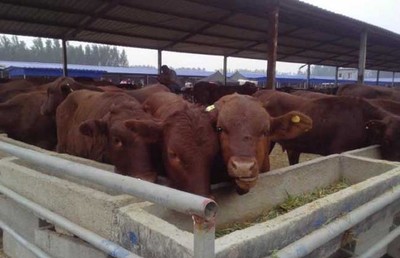 2016年肉牛養殖成本和利潤