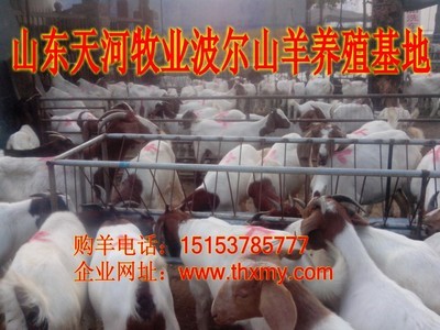 想養殖肉牛需要多少成本_農副產品_世界工廠網