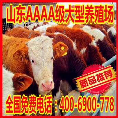 改良肉牛肉牛牛犢牛羊肉牛出肉率高廠家直銷圖片_高清圖_細節圖-嘉祥縣益民養殖場 -