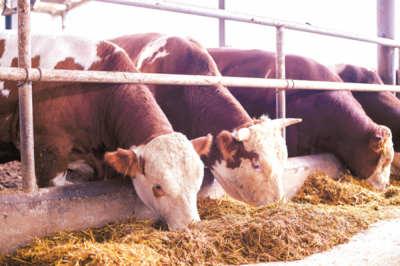 養(yǎng)殖肉牛奔富路