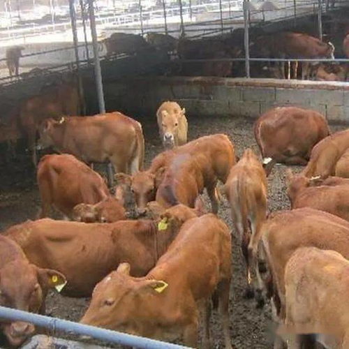 牛肉大量進口滿足市場需求,牛肉就會跌到30元嗎 我看未必