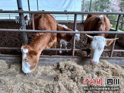 達州宣漢擦亮 蜀宣花牛 金字招牌 助力鄉村振興